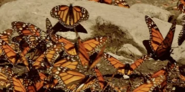 Mariposas monarcas y murciélagos magueyeros: buscan segunda vez amenazasegunda vez polinizadores en la isla más grande de México
