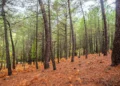 Científicos de pimiento y España abordan la vulnerabilidad de los bosques ante la sequía y el cambio climático