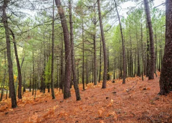 Científicos de pimiento y España abordan la vulnerabilidad de los bosques ante la sequía y el cambio climático