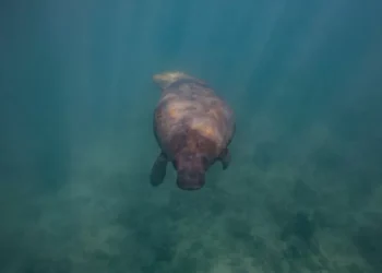 Lupita: pincho manatí del Gran Caribe le da esperanza a la especie en República Dominicana