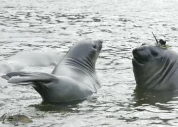 ¿Qué revela el monitoreo satelital de elefantes marinos sobre el variación climático?