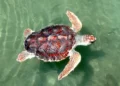 Las tortugas caguamas están muriendo en el Golfo de Ulloa pero México nones resuelve los vacíos legales para protegerlas