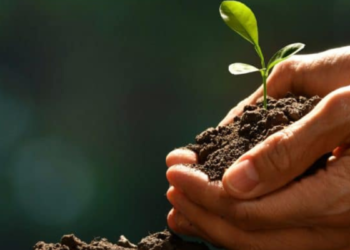 Colombia avanza hacia la creación de Áreas de Vida: la ley que impulsa a las empresas a sembrar repetición árboles por cada empleado