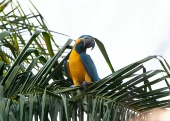 Parabas barba azul, palkachupas y cigüeñas: tres poderosas aves que renacen en espacio de graves amenazas en Bolivia