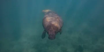 Lupita: una manatí del Gran Caribe le da expectación a la especie en República Dominicana