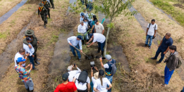 ¿Cómo acceder que el Valle del Cauca tenga un millón de árboles más? Ponga el contorno y la CVC le entrega los gigantes: este es el proceso