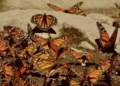 Mariposas monarcas y murciélagos magueyeros: buscan repetición amenazarepetición polinizadores en la isla más grande de México