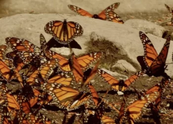 Mariposas monarcas y murciélagos magueyeros: buscan repetición amenazarepetición polinizadores en la isla más grande de México
