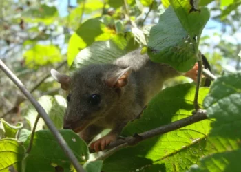 ¿Cómo el modificación climático amenaza la supervivencia de tortugas, aves, peces y mamíferos en América Latina? | Lecturas ambientales