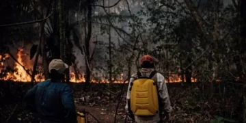 fluctuación negativo: Luis Arce deja el poder en Bolivia con varias deudas ambientales